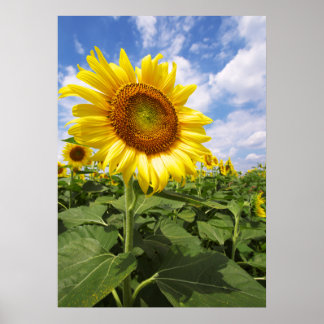 Poster da Parede Natural de Girassol Amarelo de Ve