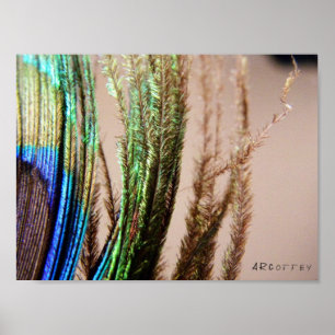 Poster da pena do pavão