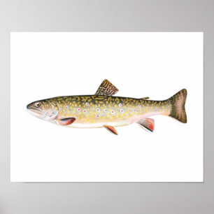 Poster da pesca - peixe da fêmea da truta de