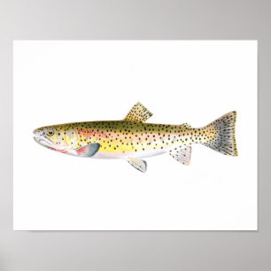 Poster da pesca - peixe da truta da montanha