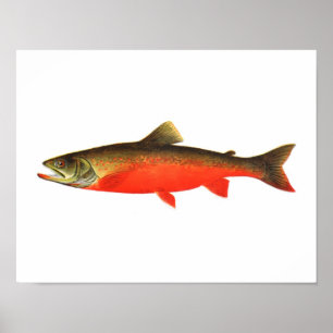 Poster da pesca - peixe vermelho canadense do
