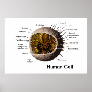 Poster da pilha humana