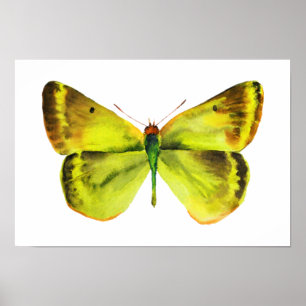 Poster da pintura da aguarela da borboleta