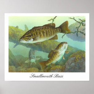 Poster da pintura do baixo de Smallmouth