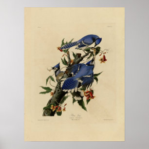 Poster da pintura do Bluebird do vintage