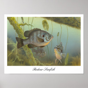 Poster da pintura do Sunfish de Redear