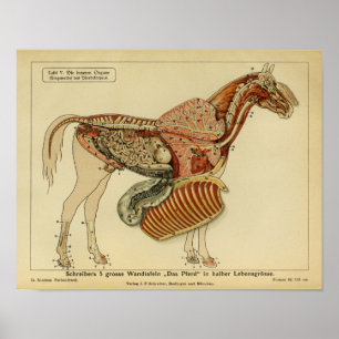 Poster da propaganda da anatomia do cavalo do