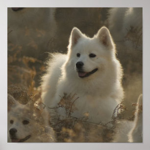 Poster da raça do cão do Samoyed