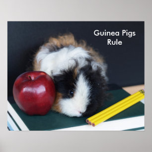 Poster da Regra dos Porcos da Guiné