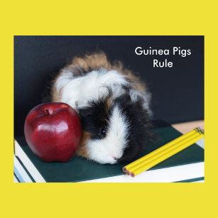 Poster da Regra dos Porcos da Guiné