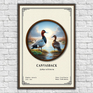 Pôster da Série de Zoologia Canvasback