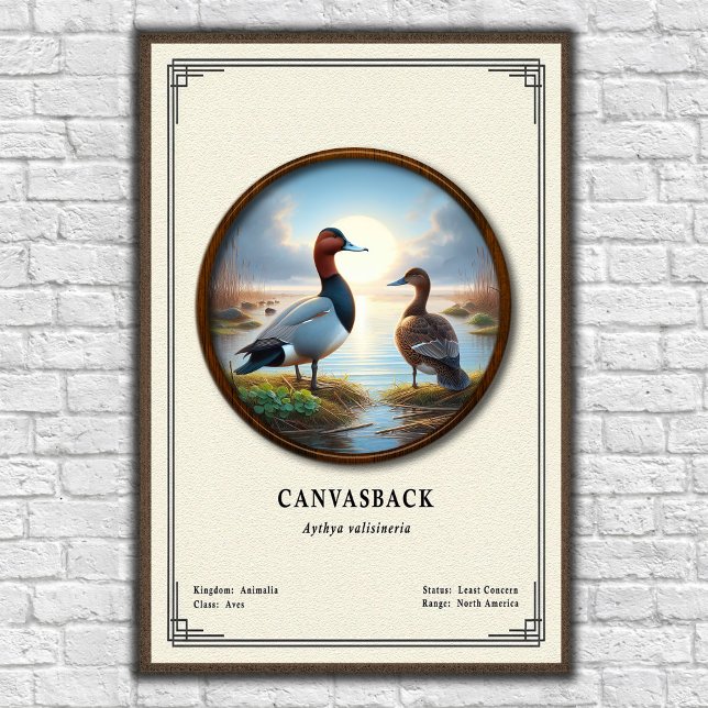 Pôster da Série de Zoologia Canvasback (Criador carregado)