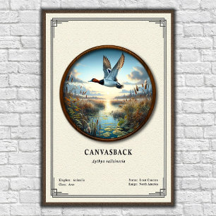 Pôster da Série de Zoologia do Canvasback