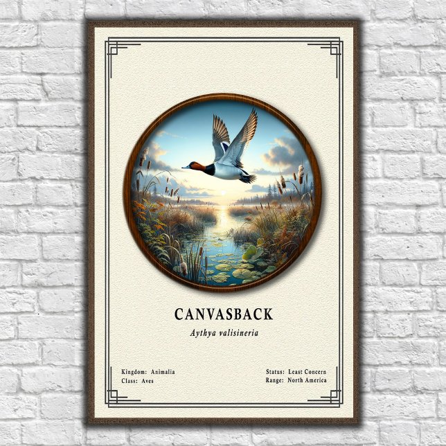 Pôster da Série de Zoologia do Canvasback (Criador carregado)