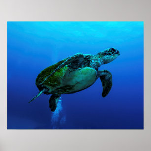 Poster da tartaruga de mar de Hawksbill