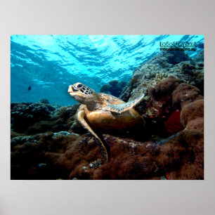 Poster da tartaruga do vôo