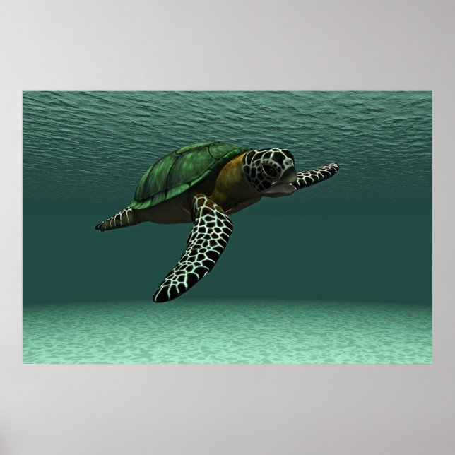 Poster da tartaruga marinha (Frente)