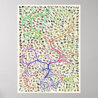 Poster da Teoria Darwiniana da Evolução