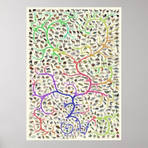 Poster da Teoria Darwiniana da Evolução