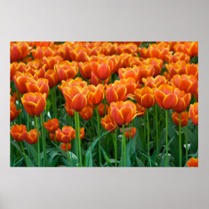 Poster da tulipa