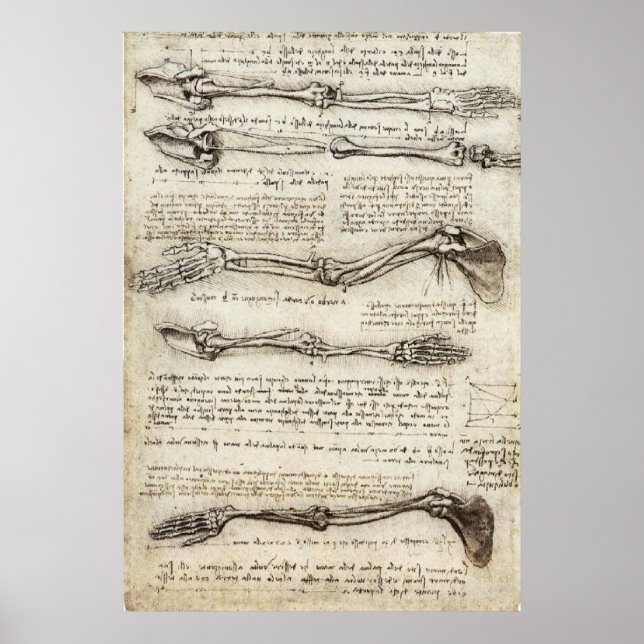 Poster Da Vinci, Leonardo - Estudo da Anatomia (Frente)