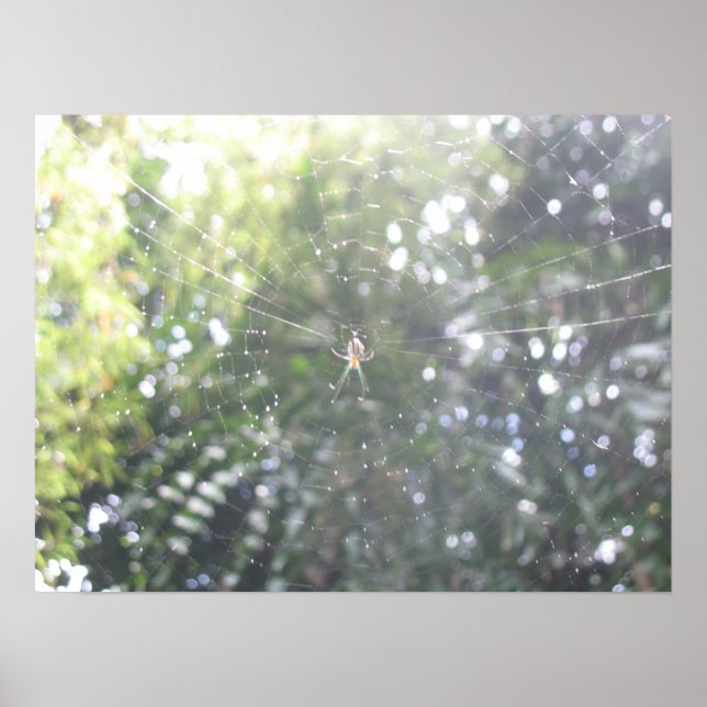 Poster da Web do aranha (Frente)