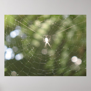 Poster da Web do aranha