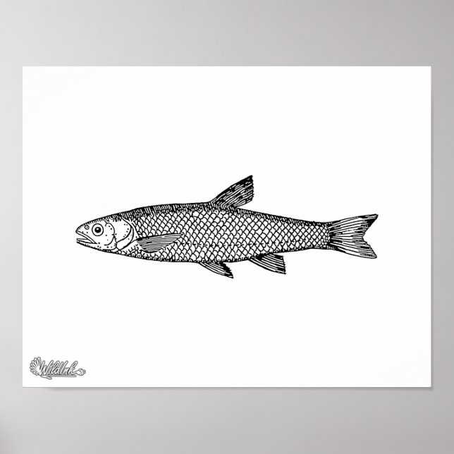 Pôster Dace (Frente)