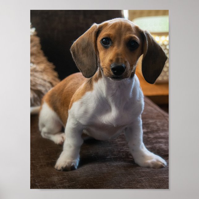 Poster Dachshund (Frente)