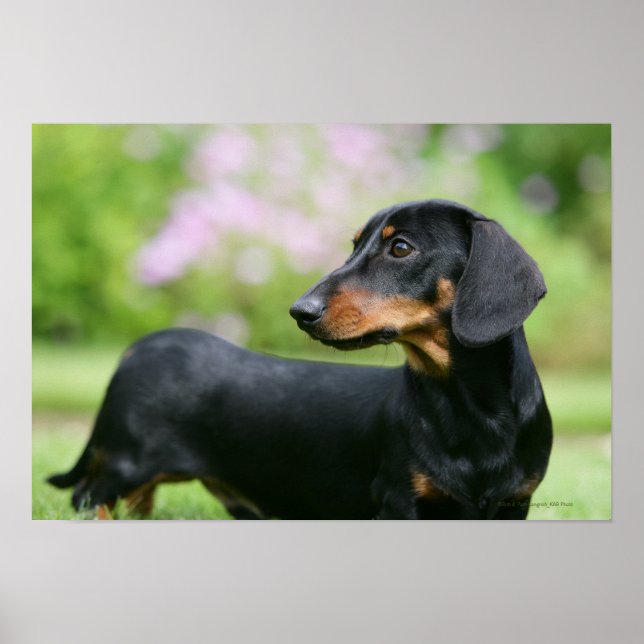 Pôster Dachshund 2 para Mídia Negra (Frente)
