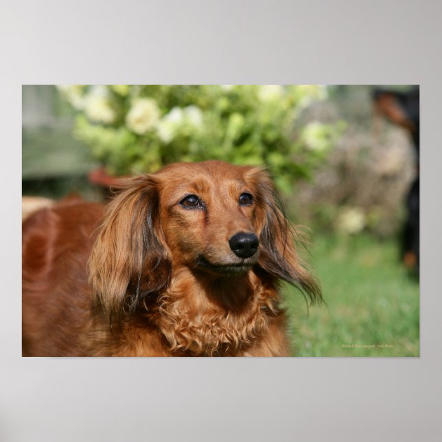 Pôster Dachshund, Miniatura Vermelha de Cabelo Longo (Frente)