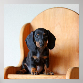 Pôster Dachshund pup