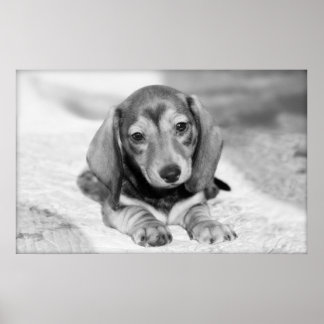 Poster Dachshund Puppy