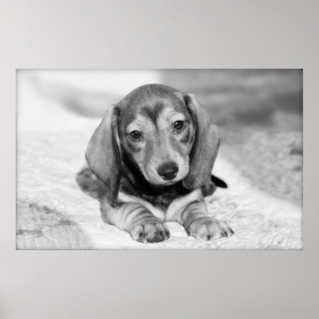 Poster Dachshund Puppy (Frente)
