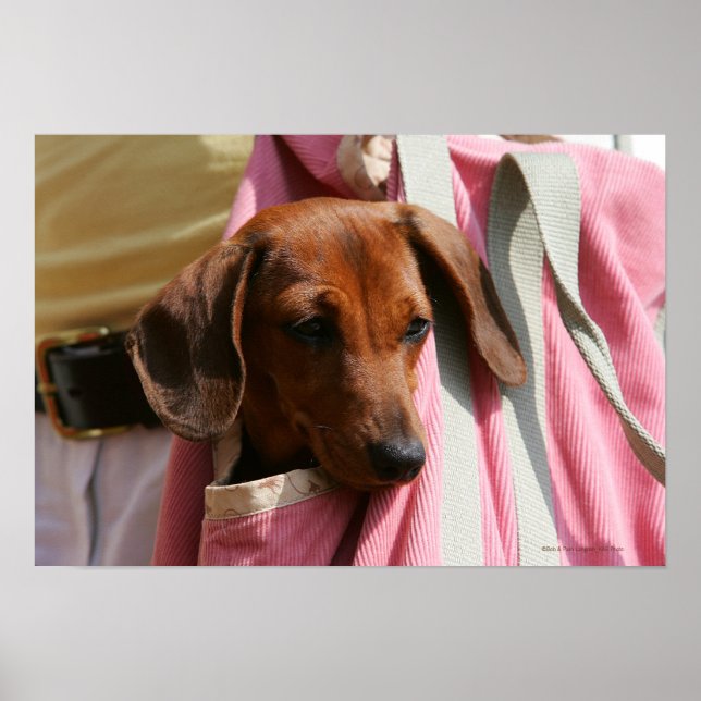 Poster Dachshund Puppy, Miniatura De Cabelo Suave (Frente)