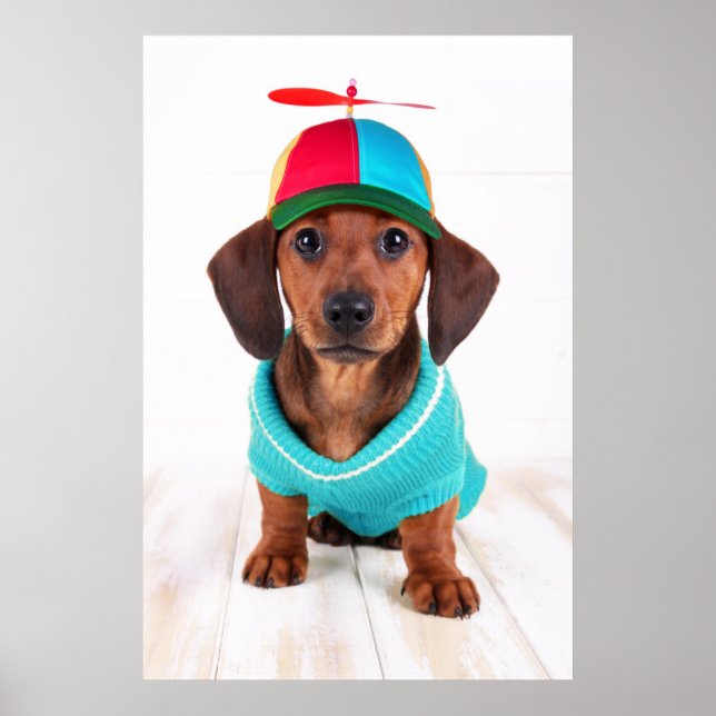 Poster Dachshund Puppy Vestindo Hat Propeller (Frente)