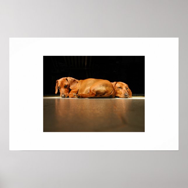Poster Dachshund Sunlight (Frente)