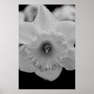 Poster Daffodil