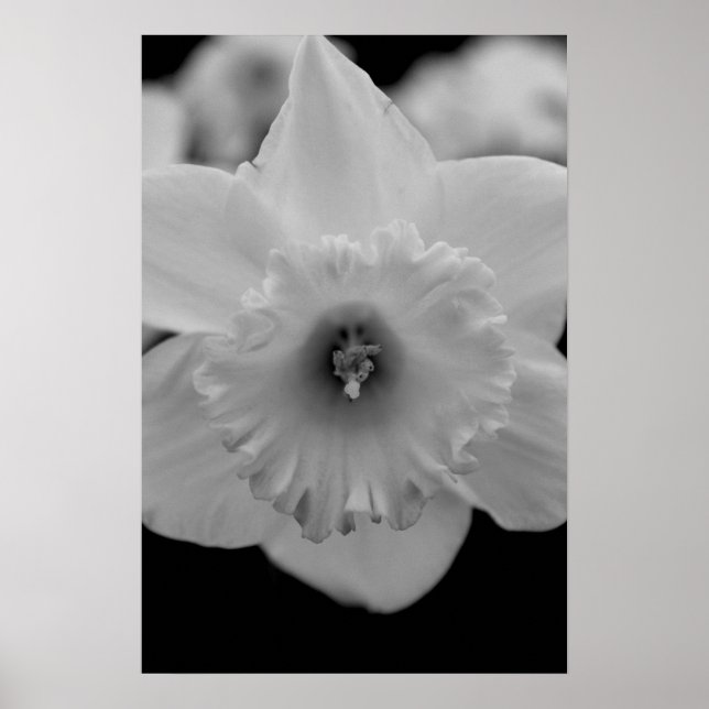 Poster Daffodil (Frente)