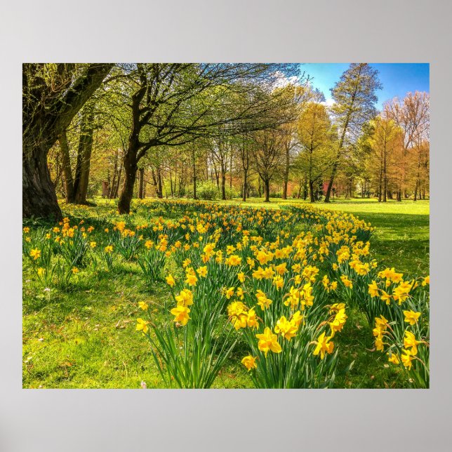 POSTER DAFFODIL (Frente)