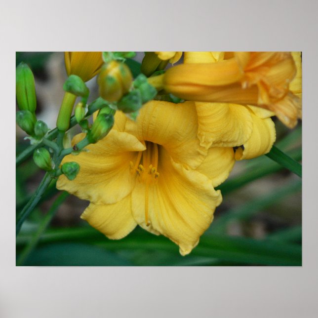 Pôster Daffodil (Frente)