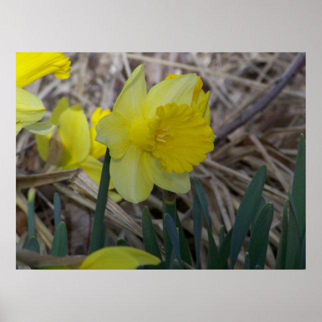 Poster Daffodil (Frente)
