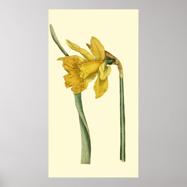 Pôster Daffodil (Frente)