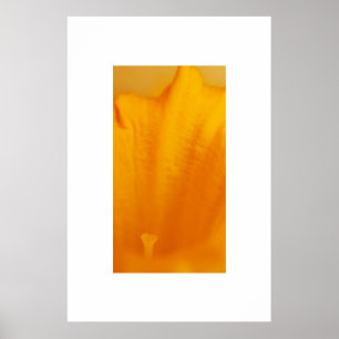 Pôster Daffodil