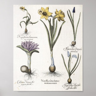 Pôster Daffodil