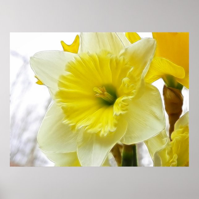 Pôster Daffodil Branco E Amarelo (Frente)