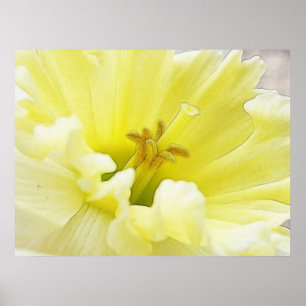 Pôster Daffodil delicado do primavera