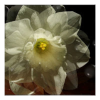 Daffodil Dreams