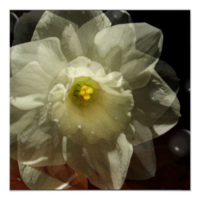 Pôster Daffodil Dreams (Frente)