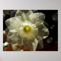 Daffodil Dreams